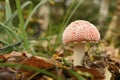 Mushroom fly agaric in grass on autumn forest background. toxic and hallucinogen red poisonous amanita muscaria fungus macro close