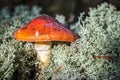 Mushroom fly agaric grows among the grass Royalty Free Stock Photo