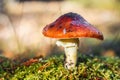 Mushroom fly agaric grows among the grass Royalty Free Stock Photo