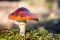 Mushroom fly agaric grows among the grass i Royalty Free Stock Photo