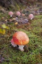 Mushroom fly agaric with moss in the forest with grass Royalty Free Stock Photo