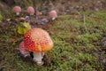 Mushroom fly agaric with moss in the forest with grass Royalty Free Stock Photo