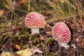Mushroom fly agaric with moss in the forest with grass Royalty Free Stock Photo