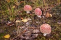 Mushroom fly agaric with moss in the forest with grass Royalty Free Stock Photo