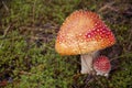 Mushroom fly agaric with moss in the forest with grass Royalty Free Stock Photo