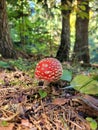 Mushroom fly agaric Royalty Free Stock Photo