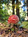 Mushroom fly agaric Royalty Free Stock Photo