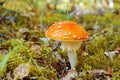 Mushroom fly agaric with an orange hat in the autumn forest Royalty Free Stock Photo