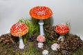 Mushroom Fly agaric red Latin Amanita muscaria with a beautiful red cap with white spots on a background of dry leaves Royalty Free Stock Photo