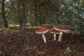 Mushroom fly amanit in pinewood Royalty Free Stock Photo