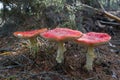 Mushroom fly amanit in pinewood Royalty Free Stock Photo