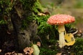 mushroom fly in the forest, red toadstool, food Royalty Free Stock Photo