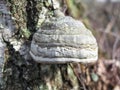 Mushroom Fomes fomentarius close-up on a tree