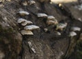 Mushroom Fomes on the trunk of a tree