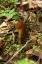 Mushroom foot beige and brown hat