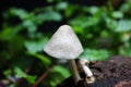 Mushroom Royalty Free Stock Photo