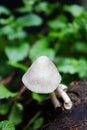 Mushroom Royalty Free Stock Photo