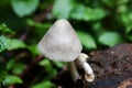 Mushroom Royalty Free Stock Photo