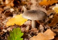 Mushroom in forest Royalty Free Stock Photo