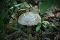 Mushroom Royalty Free Stock Photo