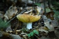 Mushroom Royalty Free Stock Photo