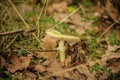 Mushroom in the forest. Mushroom in the autumn forest. Royalty Free Stock Photo