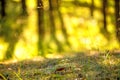 Mushroom in a forest in back light Royalty Free Stock Photo