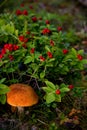 Mushroom in the forest