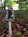 Mushroom in forest