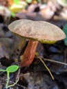 Mushroom in the forest. Boleto