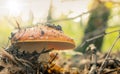 Mushroom in the forest close-up. Autumn forest morning mood macro backdrop