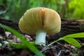 Mushroom in the forest