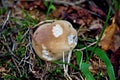 Mushroom in forest in Czech republic.