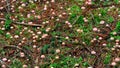 Mushroom growth spread on decaying wood, fall season nature details