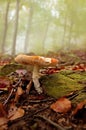 Mushroom in the forest Royalty Free Stock Photo