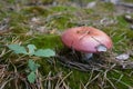 Mushroom in the forest Royalty Free Stock Photo