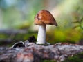 Mushroom Royalty Free Stock Photo