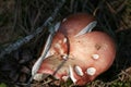 Mushroom in the forest Royalty Free Stock Photo