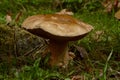 Mushroom in the forest