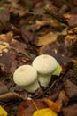 Mushroom in the forest. Lycoperdon perlatum. Royalty Free Stock Photo