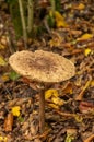 Mushroom in the forest. Lycoperdon perlatum. Royalty Free Stock Photo