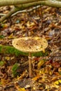 Mushroom in the forest. Lycoperdon perlatum. Royalty Free Stock Photo