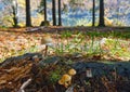 Mushroom on forest meadow on shore of picturesque lake. Vilshany water reservoir on the Tereblya river, Transcarpathia, Ukraine.