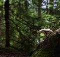 Mushroom in the forest Royalty Free Stock Photo