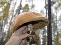 Mushroom, forest, nature, autumn, boletus, fungus, food, edible, brown, fungi, wood, moss, cap, green, tree, grass, fall, cep, mac