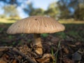 Mushroom in the forest