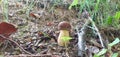 Mushroom forest pure nature wildlife