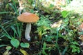 Mushroom in forest in summer Royalty Free Stock Photo