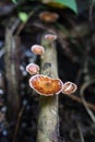 Mushroom in the forest at waterfall Thailand