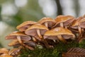 Mushroom of France Royalty Free Stock Photo